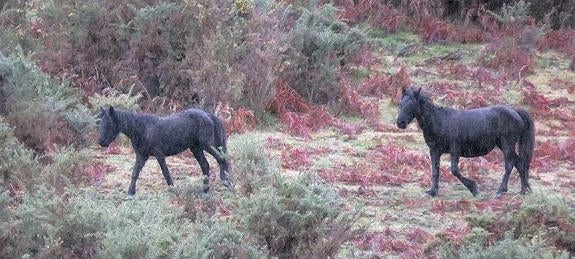 La retirada de caballos salvajes del Sueve finaliza con diez equinos recogidos