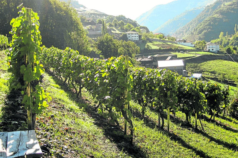 Nuevo premio para los vinos asturianos