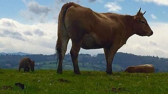 Una vaca adopta un jabato en Cenero