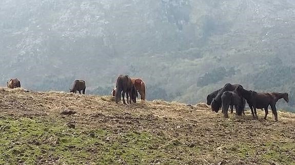 Queda desierta la subasta por los caballos salvajes del Sueve