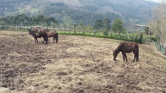 Los caballos salvajes del Sueve ya tienen dueño