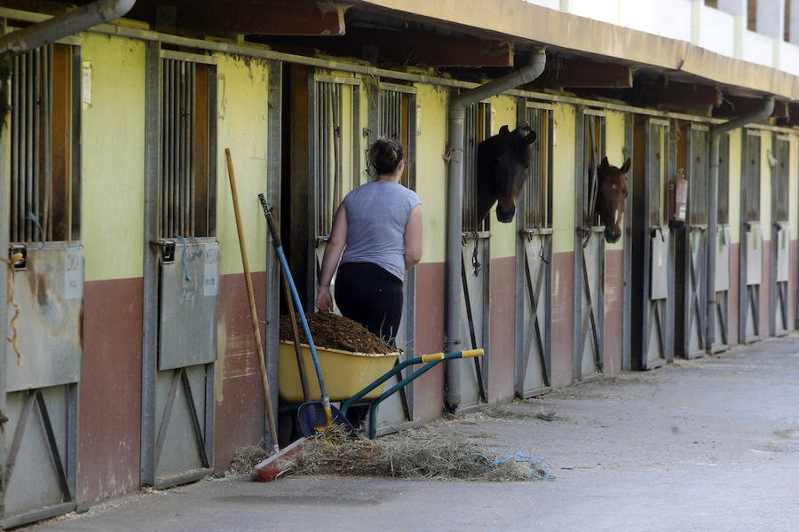 Somos propone al PP que De Lorenzo «atienda en su finca de Benia a los caballos del hípico»