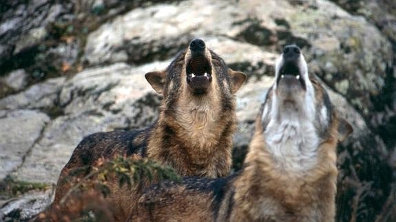 Cachorros De Lobo Iberico Stock Photo Getty Images Cachorros Lobo Siberiano De Raza Pura 700000 En Mercado Libre