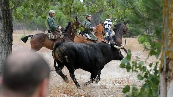 La Junta de Castilla y León prohíbe la muerte del Toro de la Vega