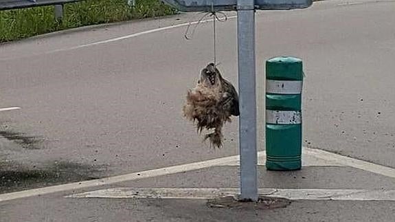 Encuentran la cabeza de un lobo decapitado en Salas