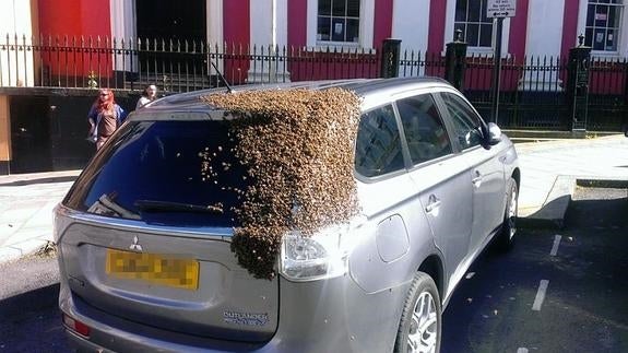 20.000 abejas persiguen a un vehículo en cuyo maletero quedó atrapada su reina