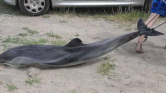 Aparece un delfín muerto en la playa de Otur