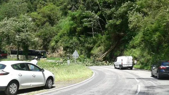 Un árbol mantuvo cortada la carretera nacional 634, entre Brieves y El Pontigón, durante una hora y media