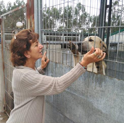 Mascotas abandonadas por vacaciones