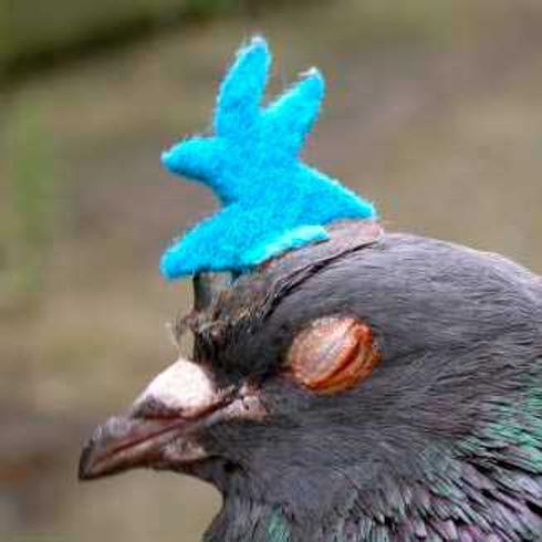 Palomas con cresta azul, una gamberrada que indigna a Avilés