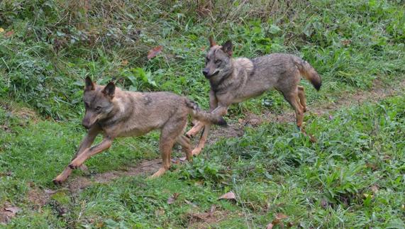 Cantabria premiará a los ganaderos que ayuden a proteger al lobo