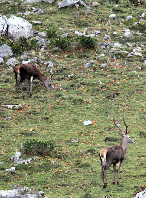 Ganaderos de las Cuencas rechazan convertir a la fauna salvaje en un recurso turístico