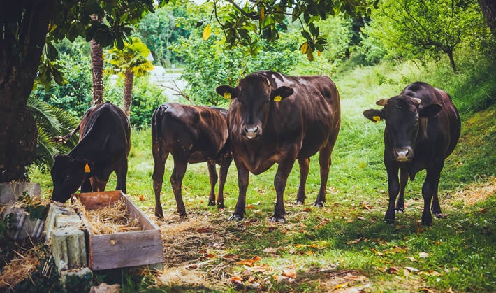 Los wagyu que pastan junto al restaurante