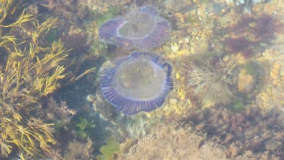 El cambio de temperatura propicia la aparición de medusas en la costa asturiana