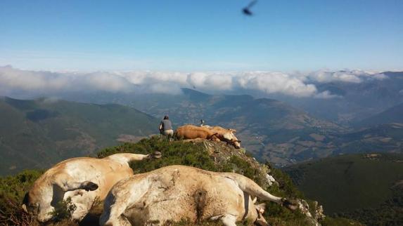 Siete vacas muertas por una tormenta eléctrica en Cangas del Narcea