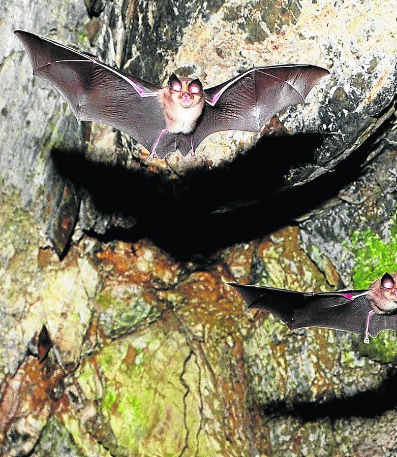 Esperteyos en el Botánico