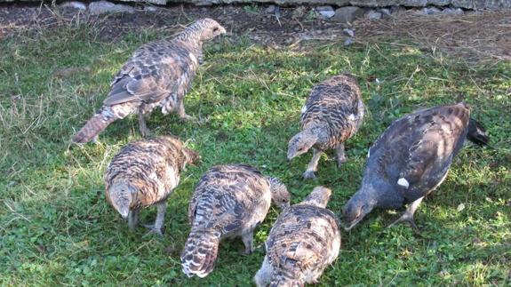 Los pollos de urogallo cantábrico del centro de cría de Sobrescobio pegan el estirón