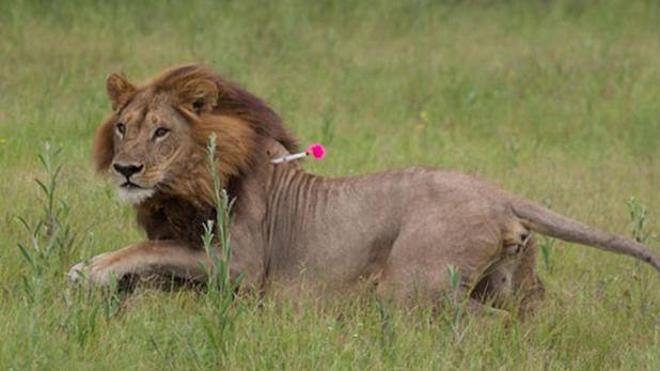 ¿Qué ocurre con las leonas de Botswana que se comportan como machos?