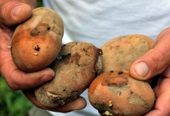 La plaga de polillas impide sacar la patata de San Tirso, Vegadeo y Castropol