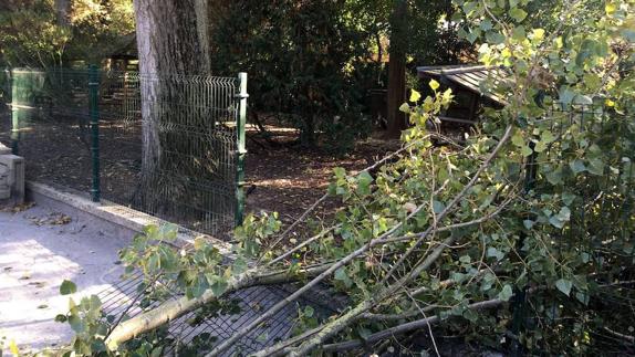 Susto tras caer una rama en el parque de Isabel la Católica