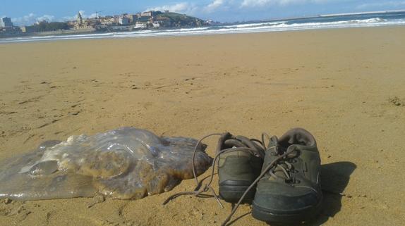 Aparecen medusas de grandes dimensiones en la playa de San Lorenzo de Gijón