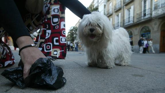 Implantan pruebas de ADN canino para asociar los excrementos de la calle con los dueños