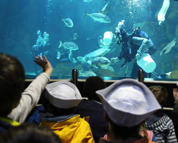 El Acuario cumple diez años con 1,6 millones de visitas