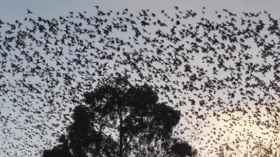 Los estorninos se acercan al Campo