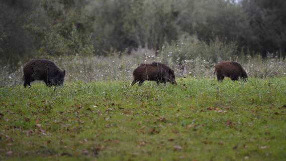 El Fapas sostiene que la población de jabalíes en Asturias está en una situación límite