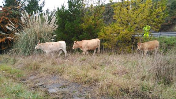 Tres vacas se cuelan en la AS-19