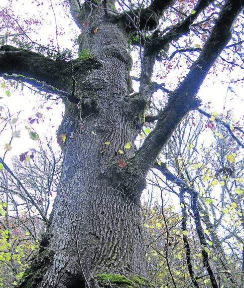 Muniellos, el bosque más puro de Europa
