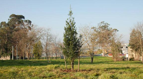 Savia nueva para Porceyo