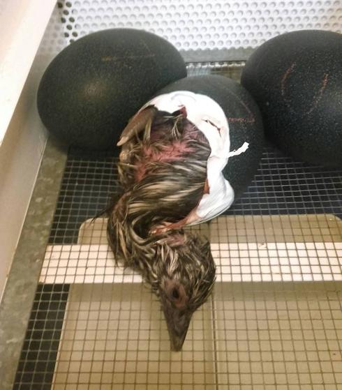 Un trozo de Australia en el parque