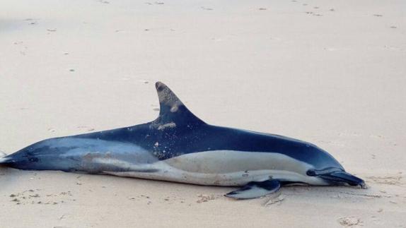 Localizan tres delfines muertos en las playas de Asturias