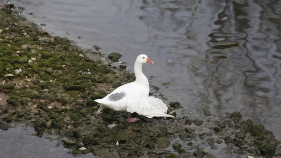 El rescate de una oca en Gijón
