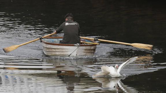 Rescate de una oca herida en el Piles