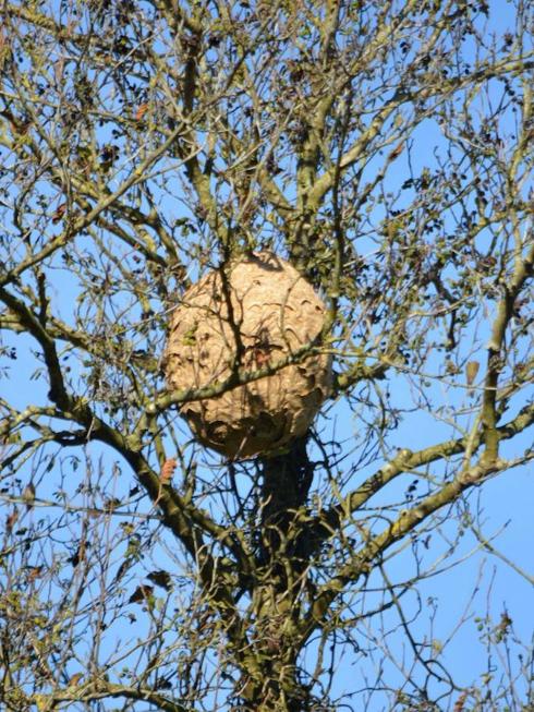Los apicultores reclaman al Principado que compense los daños de la avispa asiática