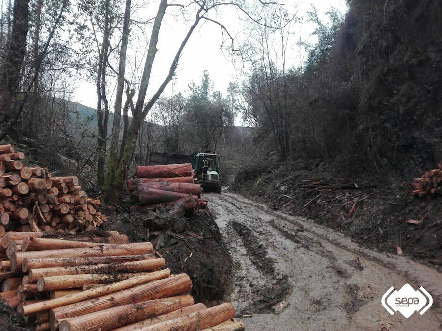 Complicado rescate en Pravia de un leñador herido en el monte