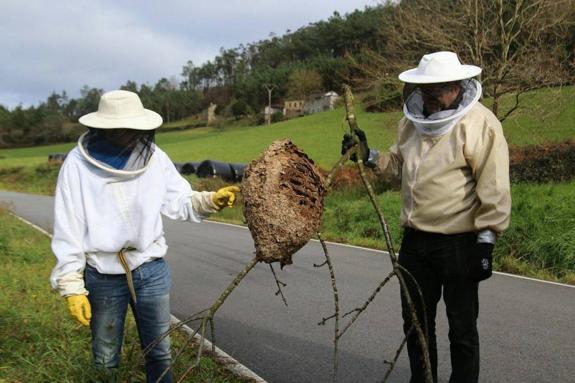 La avispa asiática se extiende por toda Asturias