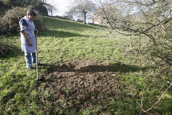 Los agricultores critican las dificultades para reclamar los daños del jabalí