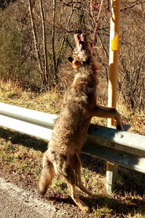 Hallan un lobo muerto colgado de un poste en Teverga