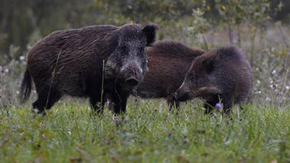 Suprimido el cupo máximo de jabalíes adultos que se pueden abatir en cotos