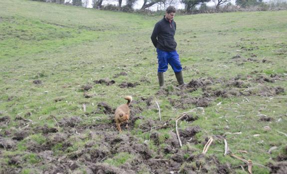 El Principado elimina el cupo máximo de seis jabalíes por batida