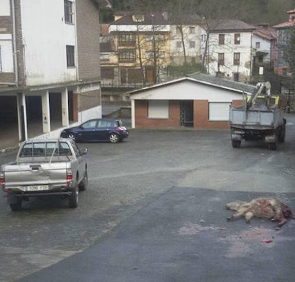 Los lobos matan un burro en pleno Belmonte