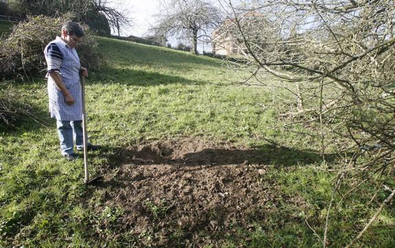 Les Caseríes reclama batidas extraordinarias sin cupo para frenar los daños de los jabalíes