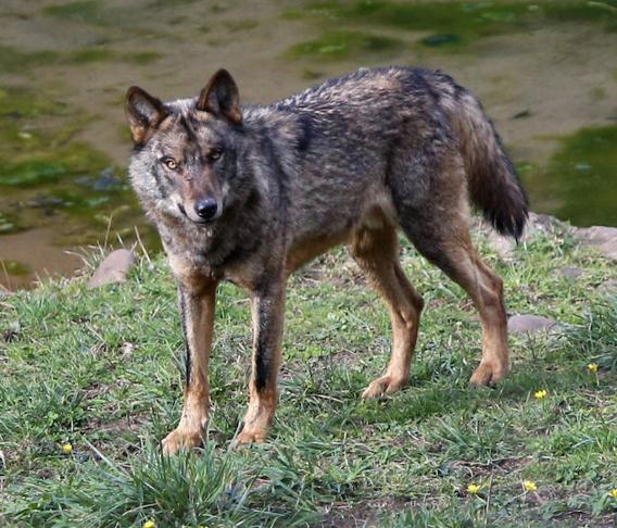 Los conservacionistas piden incluir al lobo en la lista de especies amenazadas