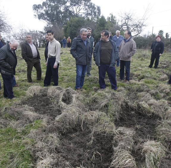 Los vecinos de la zona rural piden «sacar al jabalí del área de seguridad y cazarlo en los cotos»