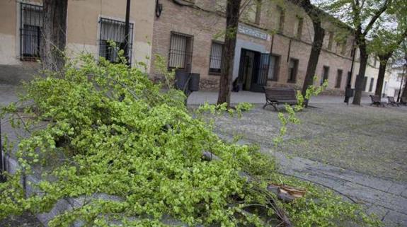 Fallece una niña de 12 años en Toledo tras caerle rama de árbol al salir del colegio