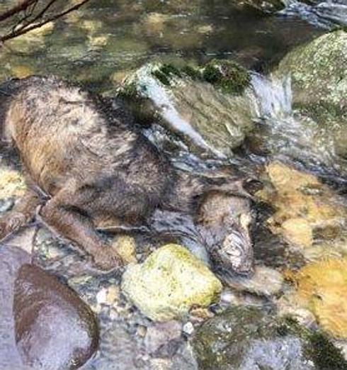 Aparece el cadáver de un lobo en un río del Parque Natural de Somiedo