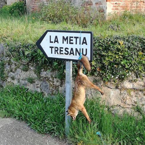 Aparece un zorro muerto colgado de una señal en Cangas de Onís